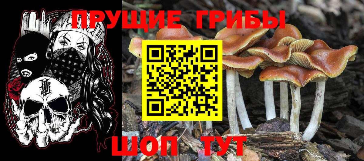 Псилоцибиновые грибы Psilocybe  Вход с VPN  Галлюциногенные грибы GOLDEN TEACHER  Петропавловск-Камчатский 